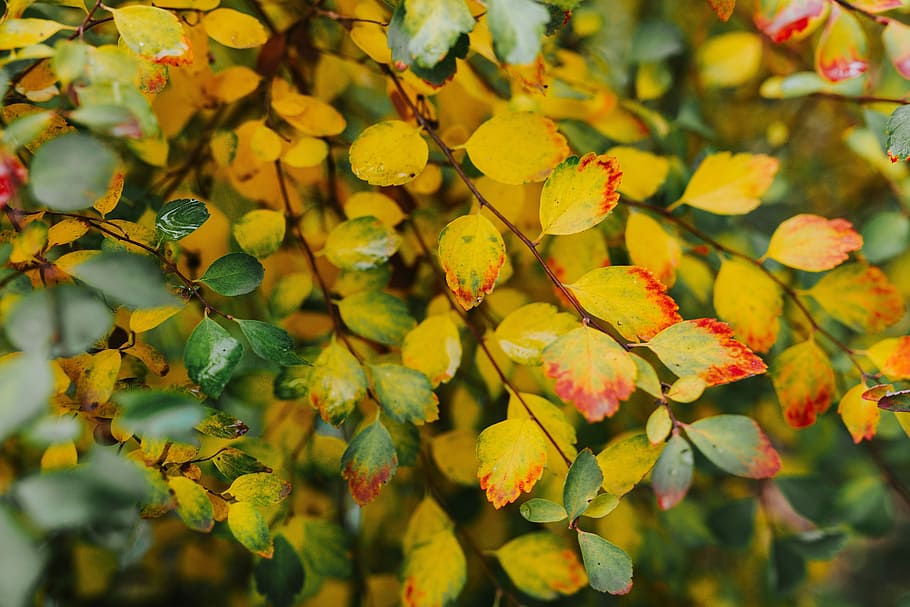 hojas amarillas, amarillo, hojas, fondo, verde, marrón, arbusto, ramita, otoño, naturaleza