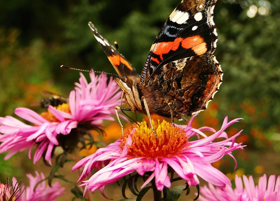 nature, insect, plant, at the court of, butterfly day, animals, butterflies, fair admiral, flower, garden