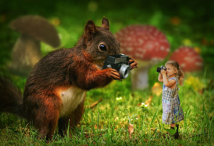 brown, squirrel, holding, camera, standing, infront, girl, grey, dress, nature