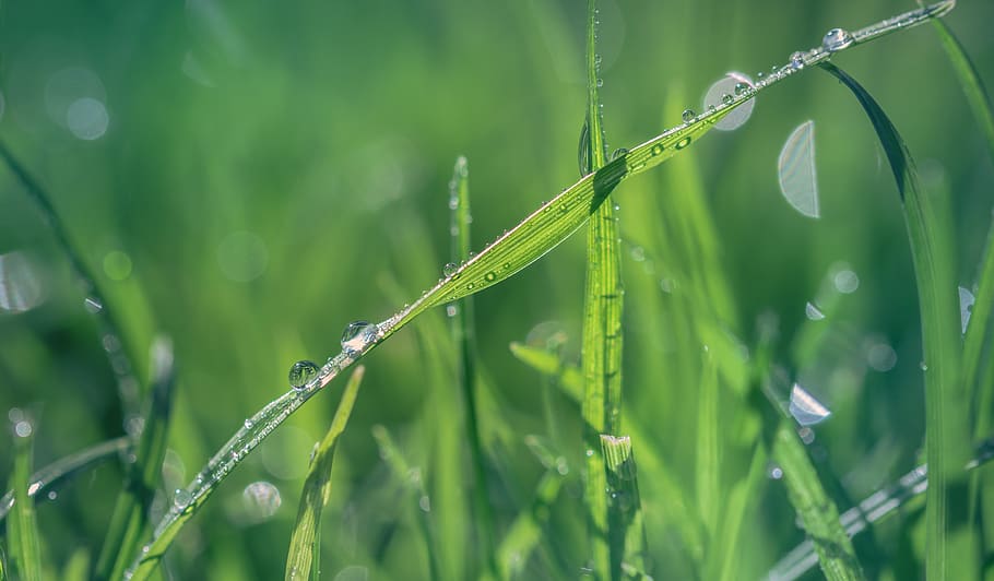 water, droplets, grass, blur, bokeh, morning, dew, drop, nature, land