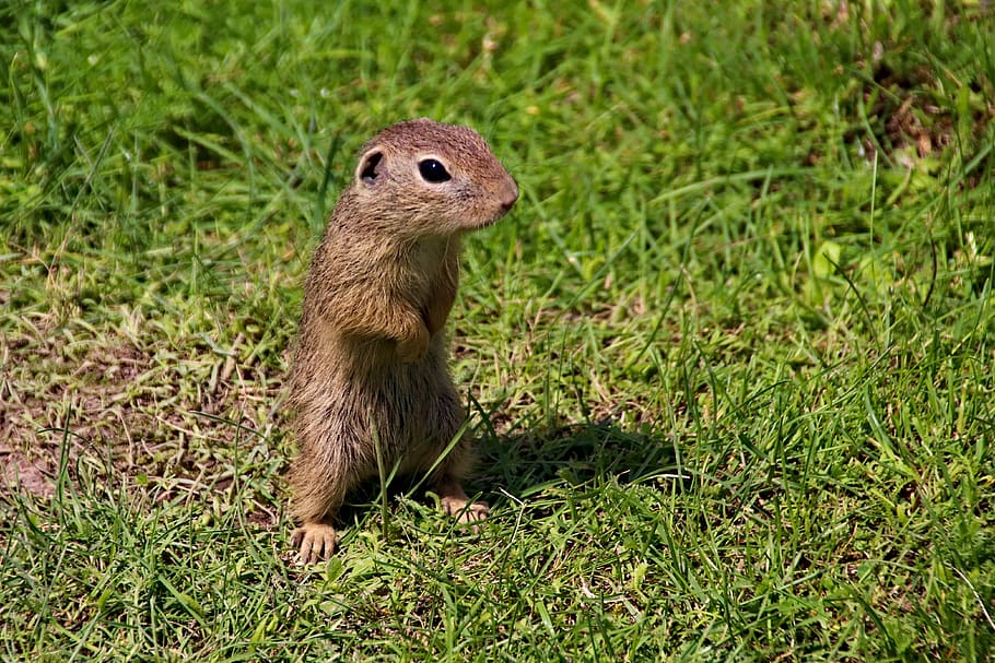 gopher, cub, the european, rodent, mammal, animal, standing, cute, curious, close up