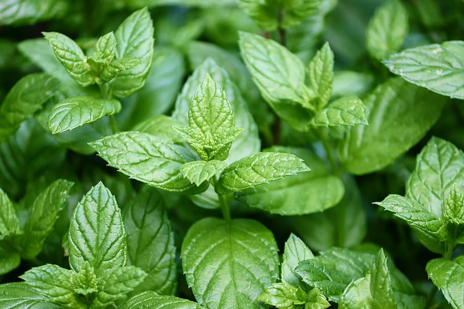 peppermint, mentha, leaves, peppermint leaves, medicinal plant, herb, smell, aromatic, tee, peppermint tea