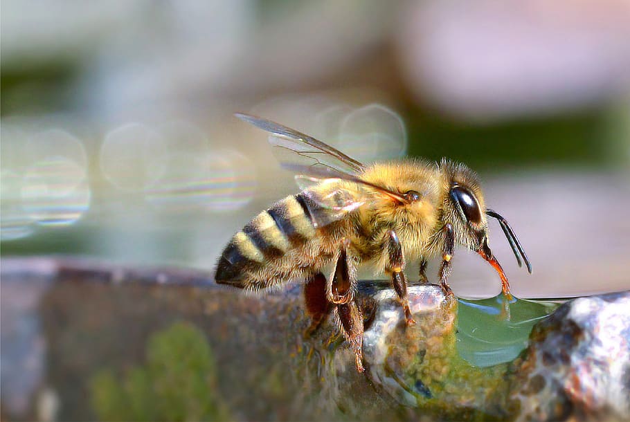 lebah, serangga, merapatkan, makro, sayap, nektar, madu, sarang, bokeh, di luar ruangan