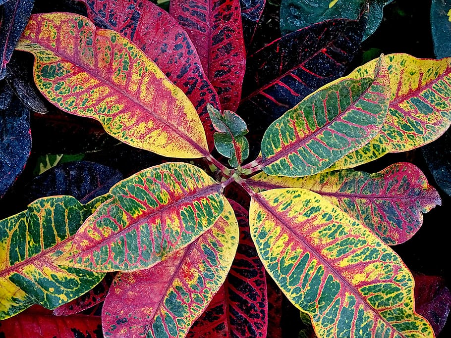 croton, tropical plants, multi-coloured leaves, colorful, exotic, greenhouses, garden, gardening, horticulture, botany