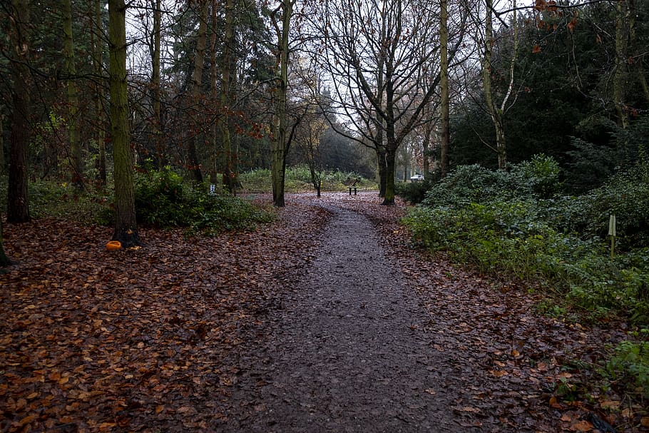 apley, woods, trees, forest, nature, landscape, tree, path, autumn, wood