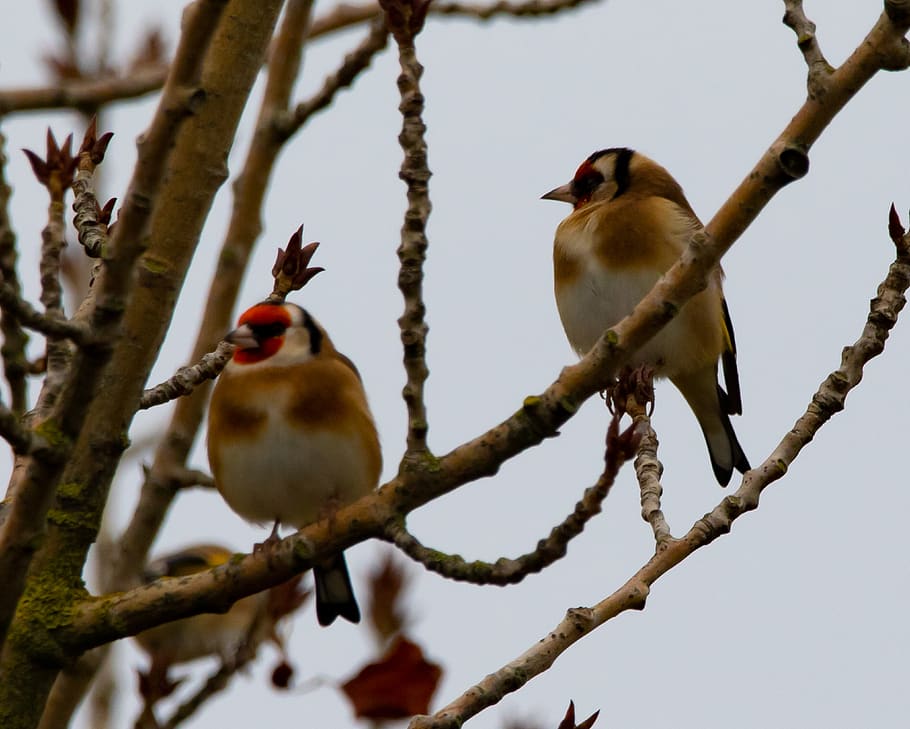 goldfinch, finch, burung, pohon, margasatwa, paruh, kuning, burung penyanyi, liar, cabang
