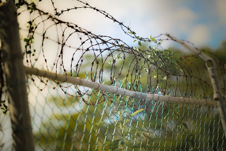 gray, steel cyclone fence, green, leaves, barbed wire, fence, barbwire, security, prison, protection