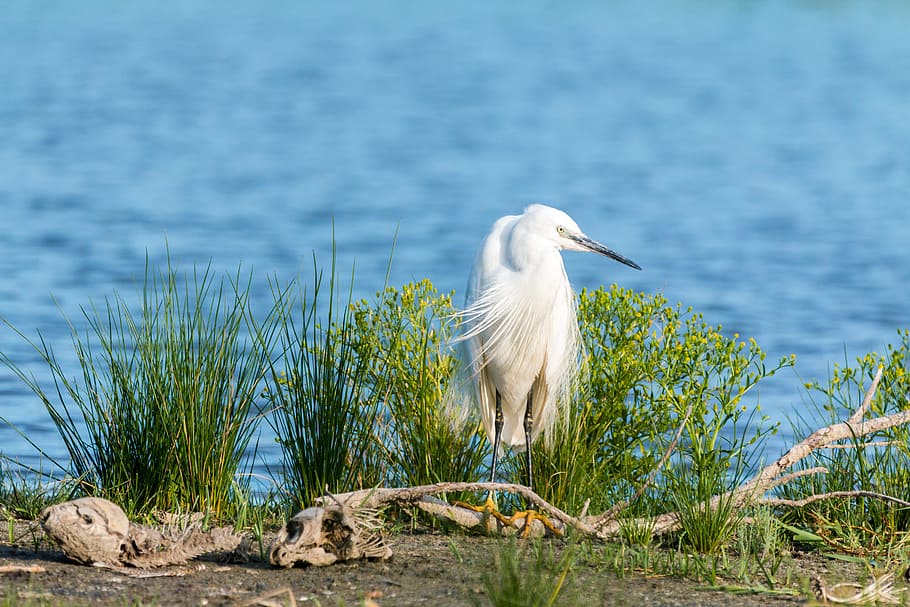 white, bird, front, grasses, little egret, white heron, screaming birds, eastern, heron, silk