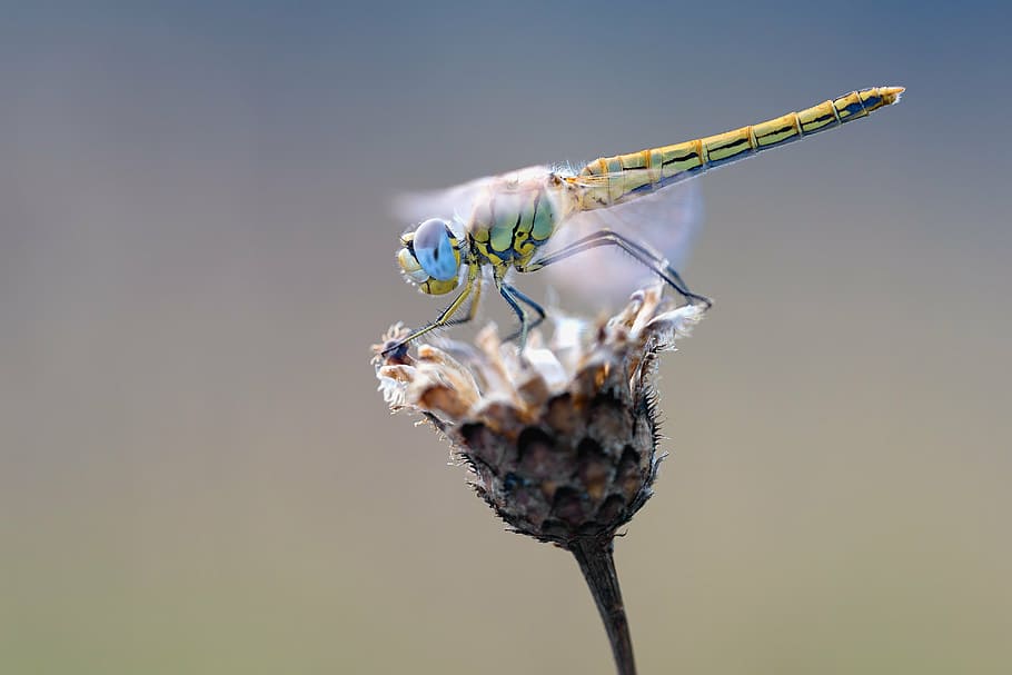 close-up photography, green, dragonfly, petaled flower, early heath dragonfly, macro, nature, insect, animals, close