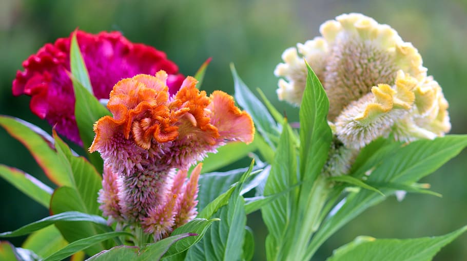 jengger, Celosia argentea, bunga, bunga-bunga, taman, bunga hias, dekoratif, Amaranthaceae, tanaman hias, berwarna merah muda