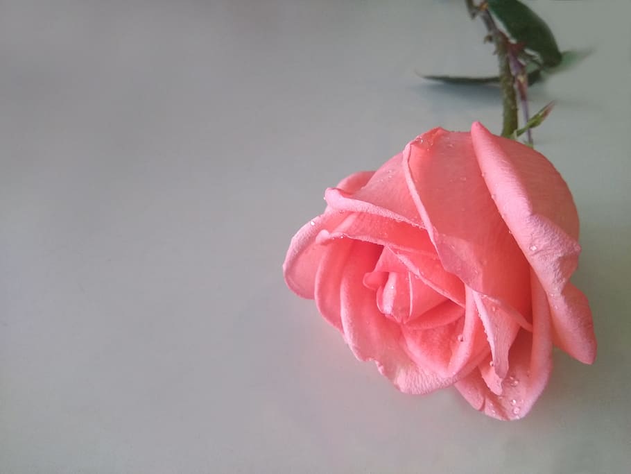 rosa, flor, mesa, rosa rosa, flores, amor, simples, meninas, cor rosa, ninguém