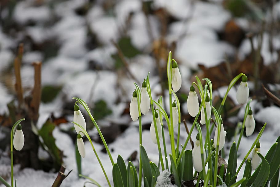 shallow, focus, green, leafed, plant, snowdrop, snow, cold, spring, signs of spring