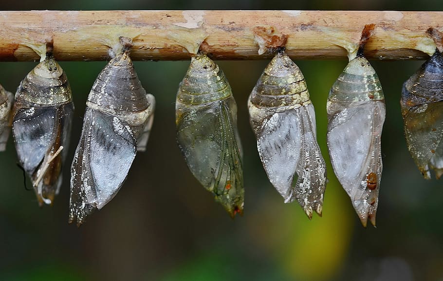 Cocoons, Larva, Insect, larvae, insect larvae, macro, nature, parides iphidamas, butterfly, papilionidae