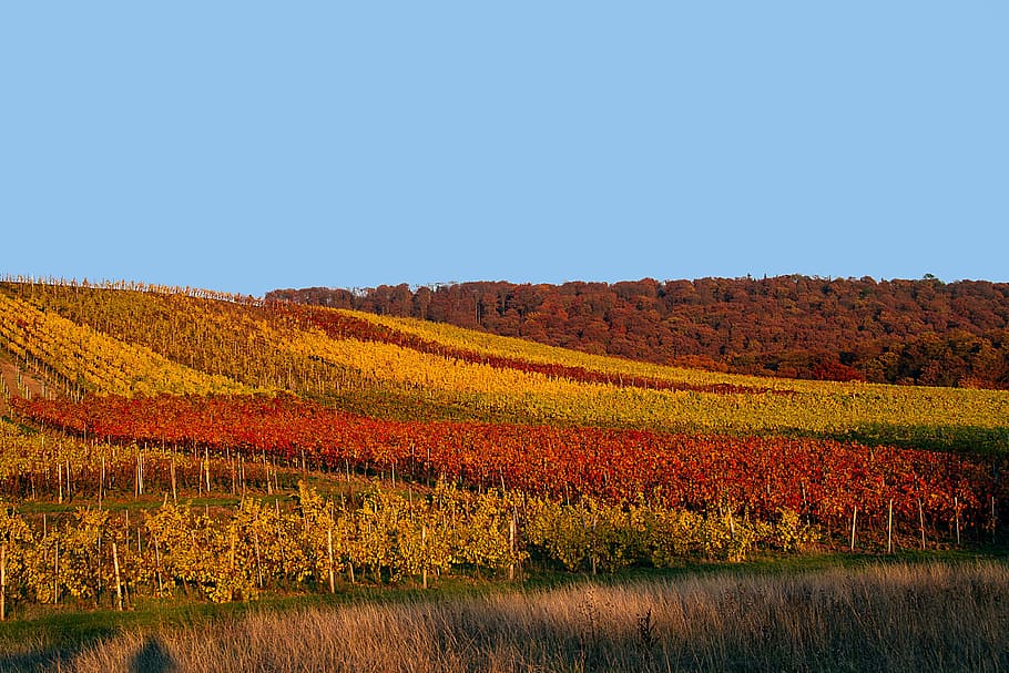 Rojo, amarillo, campo de flores, azul, cielo, otoño, viñedo, estado de ánimo de otoño, color de otoño, colores de otoño