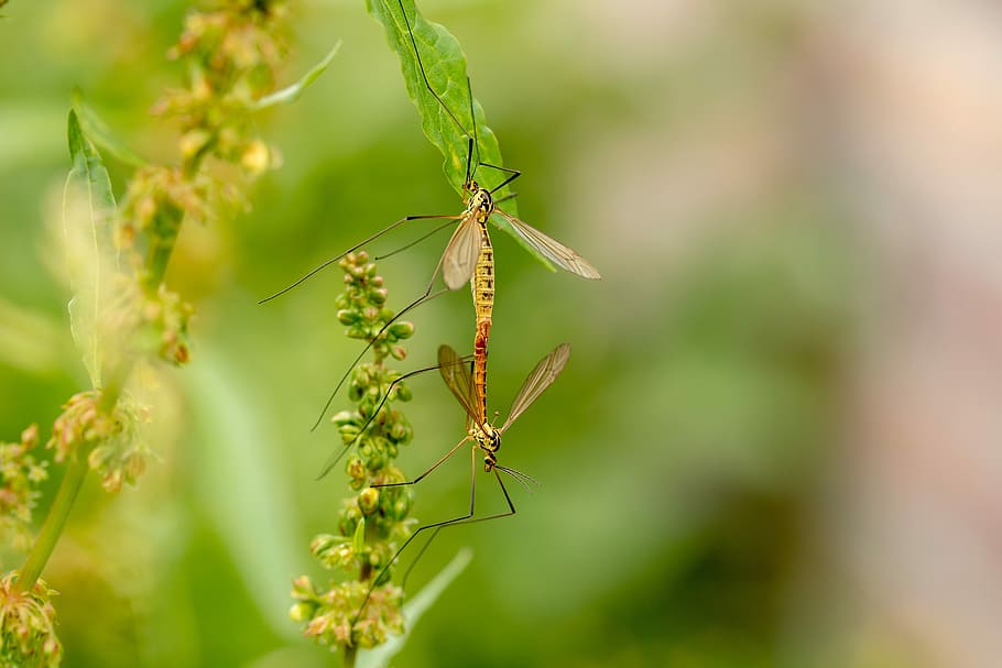 close-up photography, two, grasshoppers, daddy longlegs, schneider, tipulidae, fly, diptera, insect, pairing