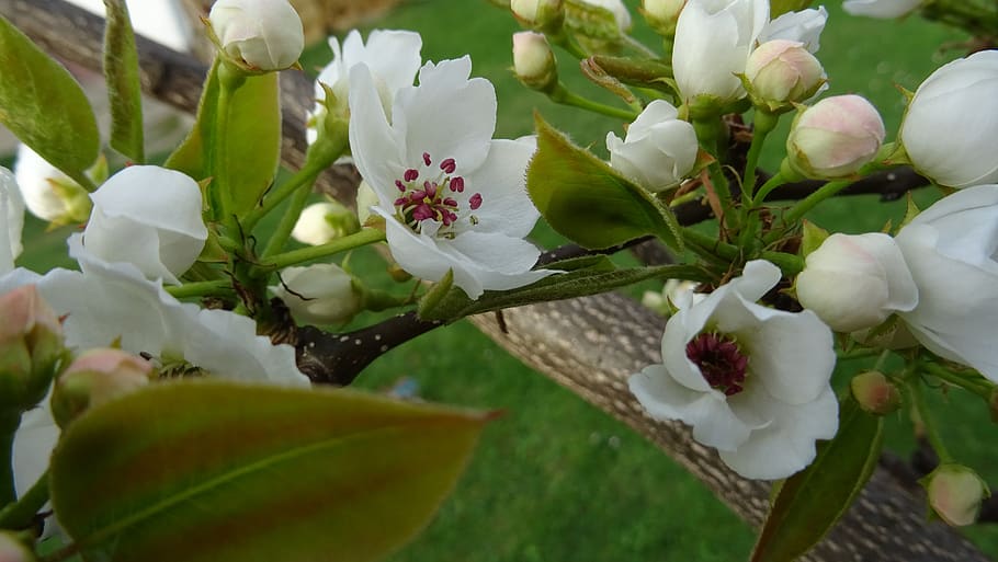 pear blossom, blossom, pear, trees, flowers, tree, spring, nature, flower, flowering plant