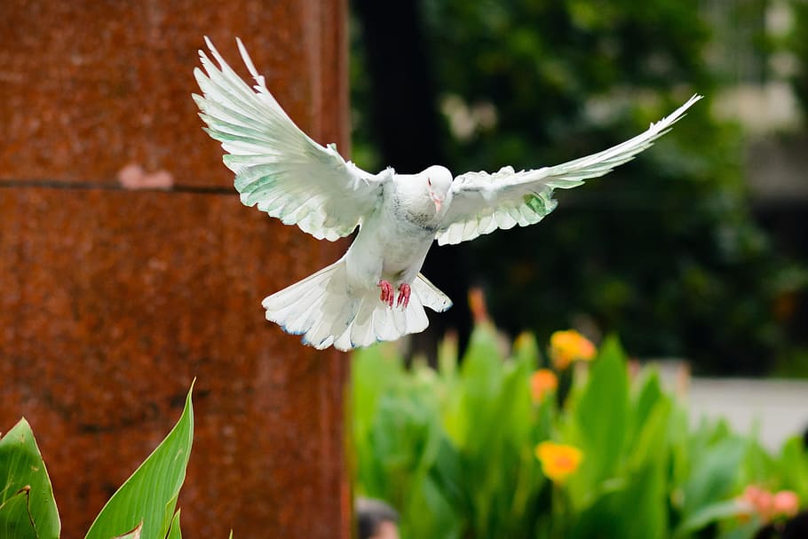 flying white pigeon, white pigeon, bird, nature, dove, fly, animal, wings, animal Wing, outdoors