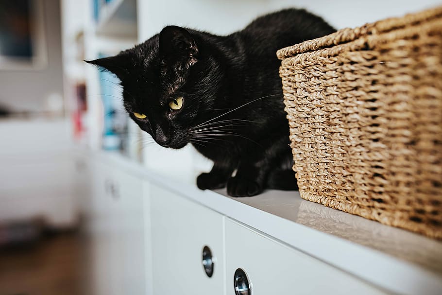 black, cat, wicker basket, white, bookcase shelf, Black cat, bookcase, shelf, pet, animal