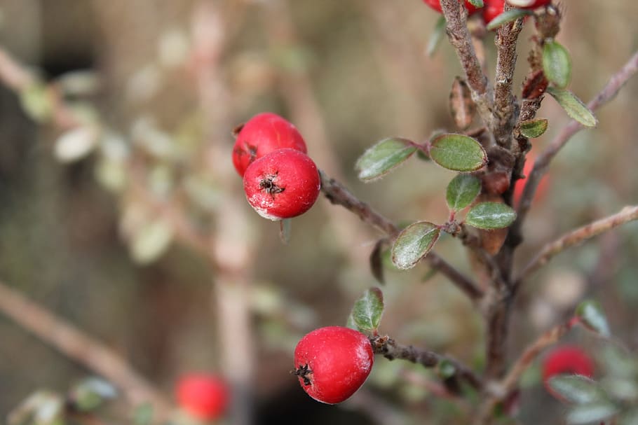 Cotoneaster, Berries, Winter, Plants, shrub, foliage, nature, red, fruit, tree