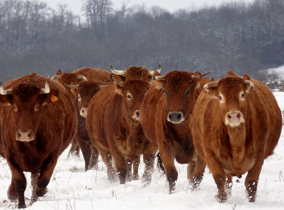 carreras, hollen, vacas, nieve, invierno, ganado, mamíferos, vaca, naturaleza, Temas de animales