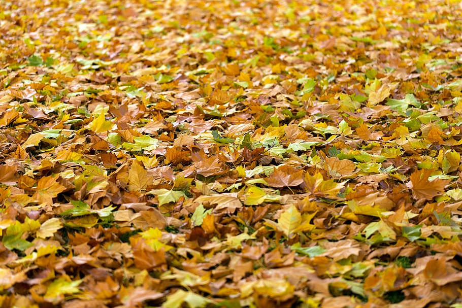 乾燥した, 葉, 地面, 秋, 背景, 秋の葉, 秋の葉の背景, 自然, 季節, オレンジ