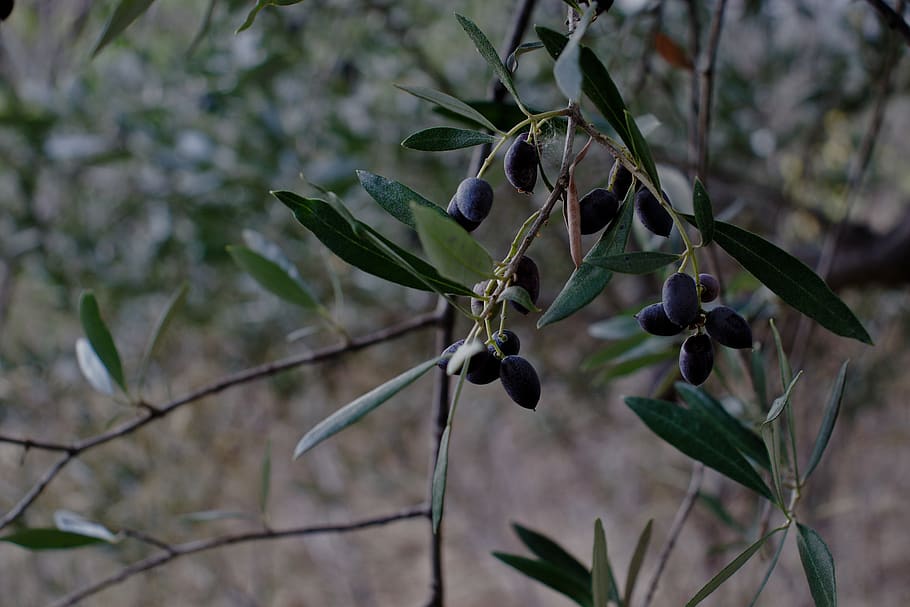 olive, tree, nature, green, olives, leaves, georgia, olive grove, plant, fruit