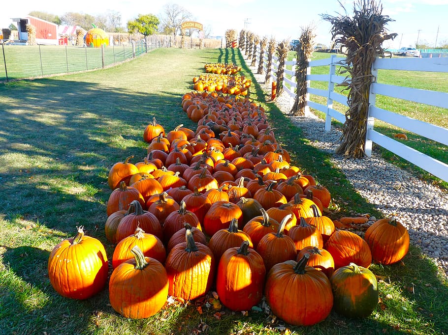 pumpkins, fall festival, autumn, fall, halloween, pumpkin, food and drink, food, vegetable, nature