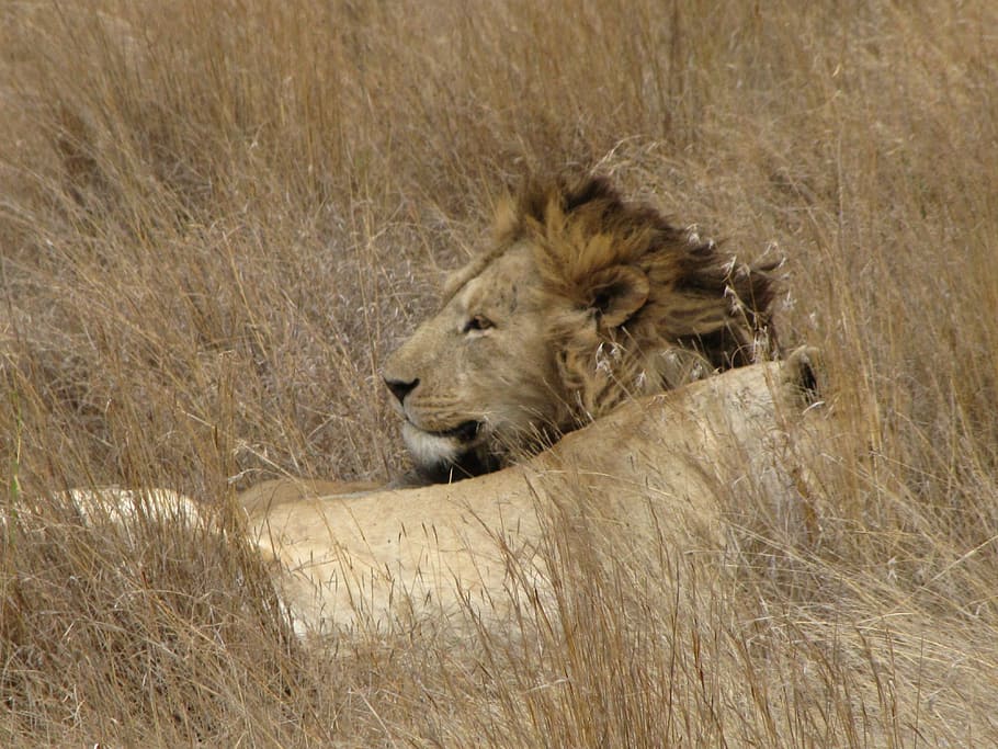león, adulto, mentira, león - felino, áfrica, fauna, safari Animales, animales salvajes, carnívoro, gato no domesticado