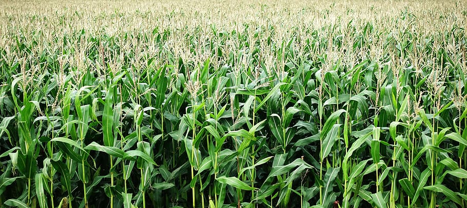 green corn plants, corn, maize, crop, grow, agriculture, grain, food, organic, harvest