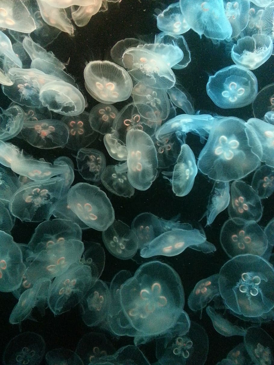 shoal of jellyfish, glowing, jellyfish, jelly fish, underwater, blue, dark, aquarium, transparent, amazing
