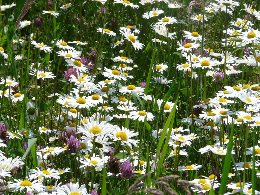meadows margerite, Meadows, Leucanthemum Vulgare, flower, bloom, white, meadow margerite, paid feverfew, daisies, composites