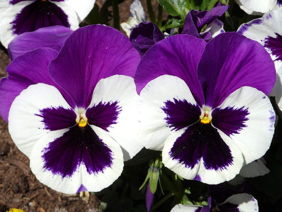 pensamiento, violeta, púrpura, blanco, brillante, floración, primavera, pistilo, jardín, esplendor