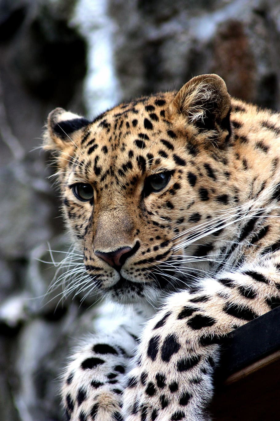 closeup, foto, macan tutul, hewan, kucing, cheetah, amur, kebun binatang, liar, predator