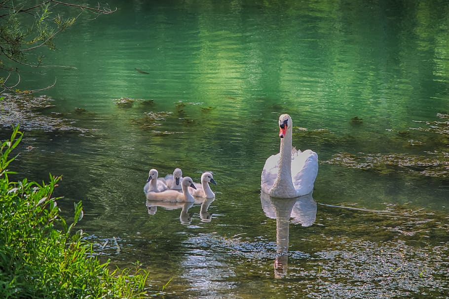 cisnes, família, lago, cisne, água, pássaro, branco, pássaros, mãe, plumagem