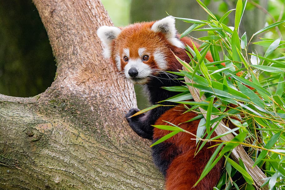 Red Panda, red panda on tree, animal themes, animal, one animal, tree, plant, mammal, panda - animal, animal wildlife