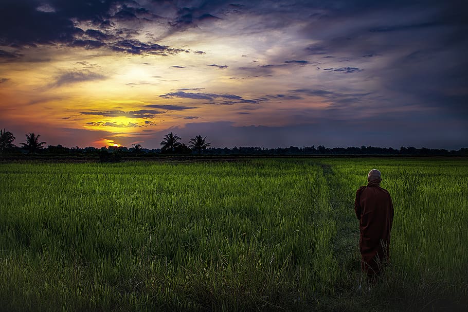 buddhist, monk, dawn, aim round, paddy field, paddy, pindacara, alor star, field, agriculture