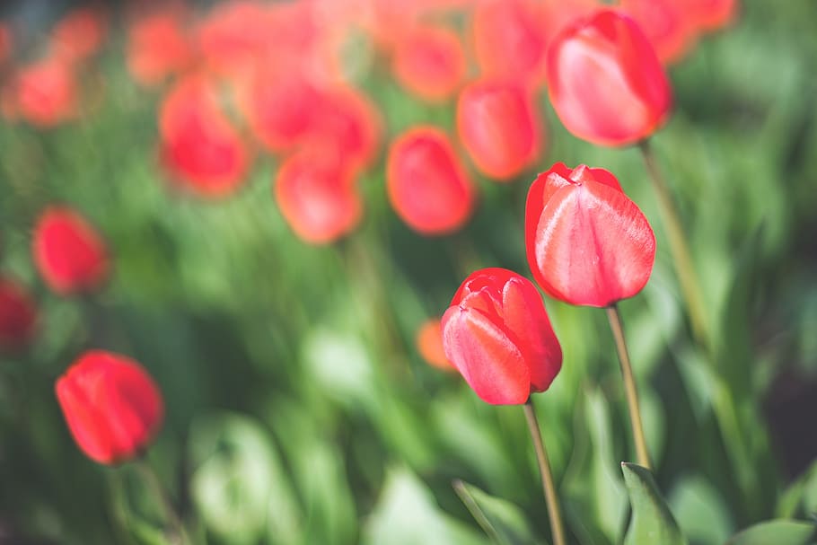 tiro, rojo, flores de tulipán, primer plano, tulipán, flores, naturaleza, campo, flor, natural