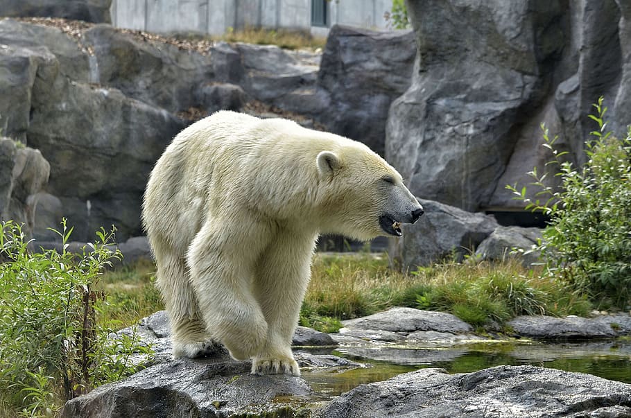 kutub, beruang, abu-abu, batu, beruang kutub, kebun binatang, bulu, putih, bulu putih, beruang putih