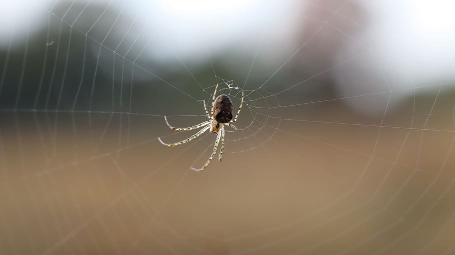 spider, spiderweb, cross spider, insect, outside, wild, animal, nature, spider web, animal themes