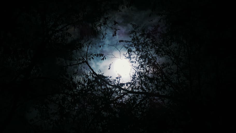 moonlight, woods, trees, forest, dark, night, moon, clouds, sky, silhouette