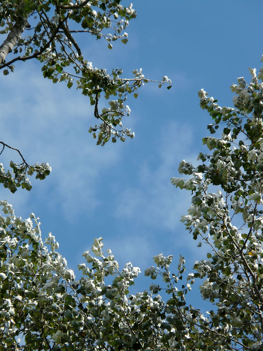 Leaves, Populus Alba, Tree, Poplar, white poplar, grazing greenhouse, salicaceae, nature, sky, blue