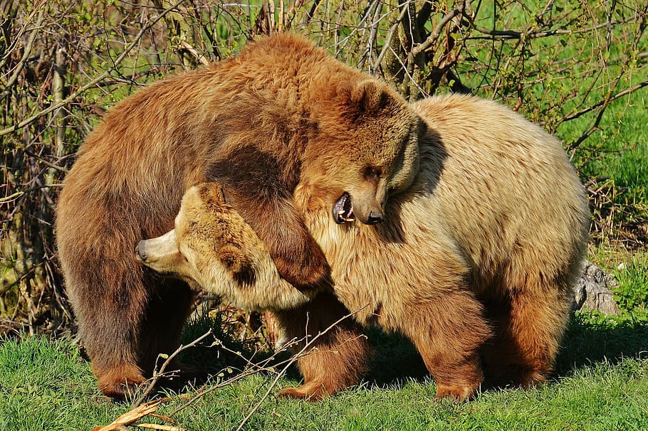 野生動物の写真, 2つ, クマ, 戦い, wildpark poing, 遊び, ヒグマ, 野生動物, 危険, 毛皮