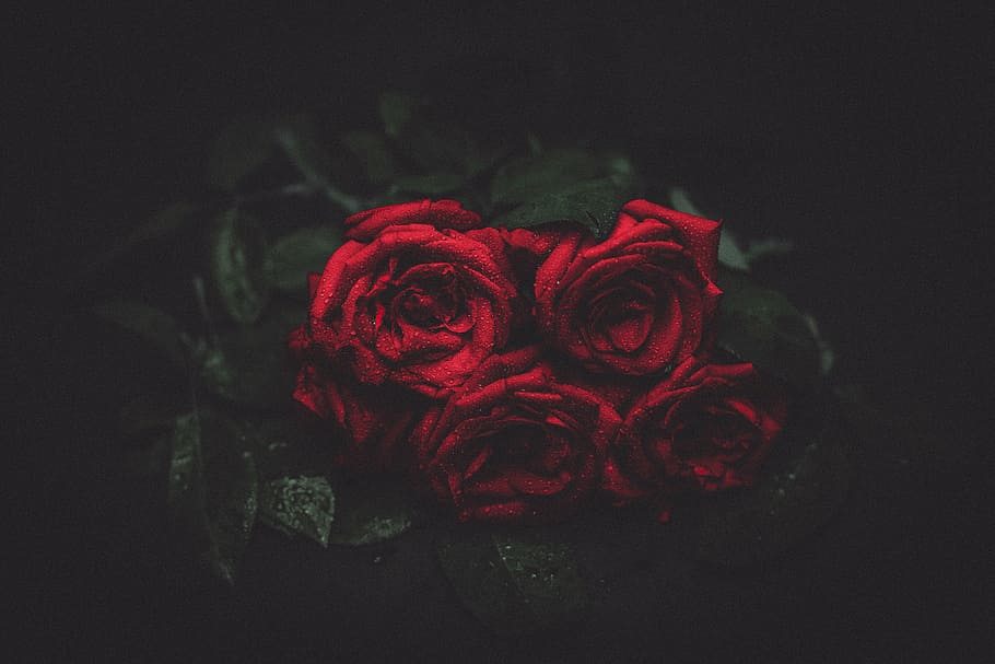 bouquet, red, roses, photography, flowers, flower, rose - flower, love, petal, nature