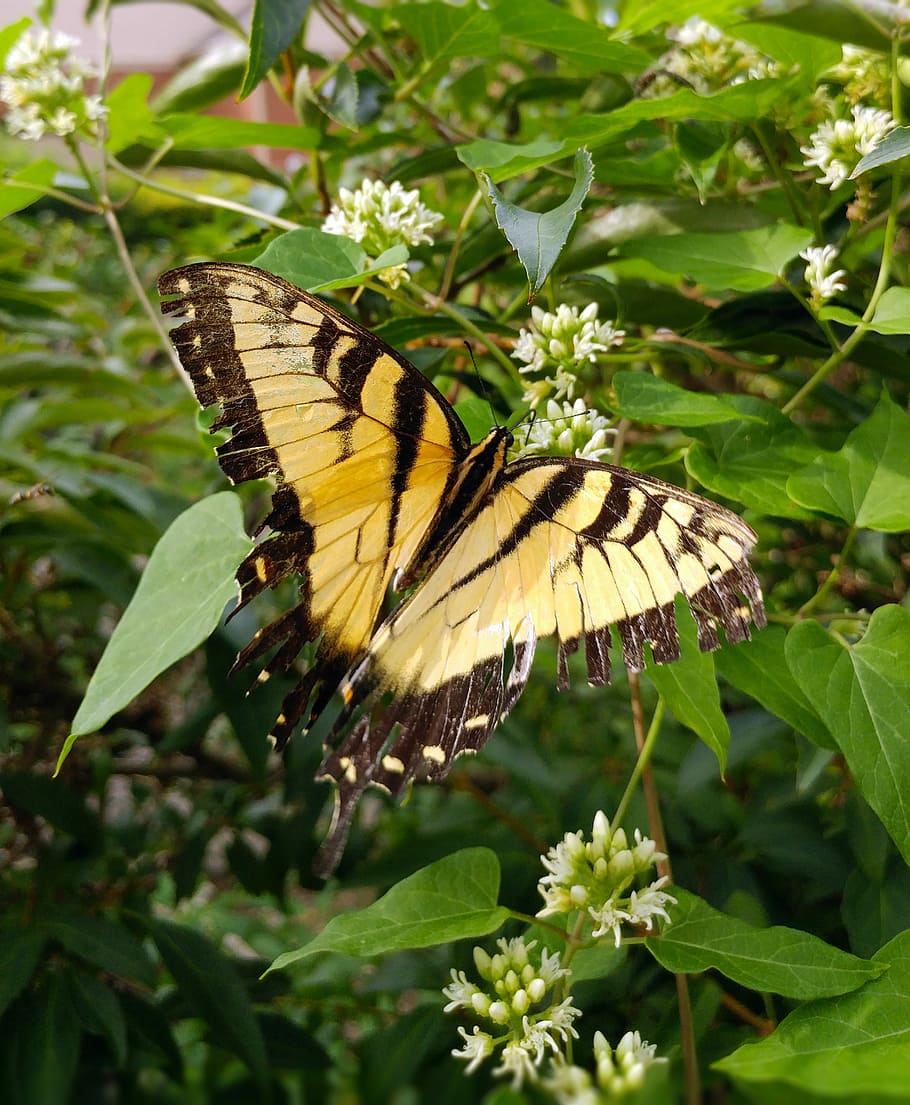 Kupu-kupu, Swallowtail, swallowtail harimau timur, papilio glaucus, warna-warni, serangga, alam, glaucus, papilio, timur