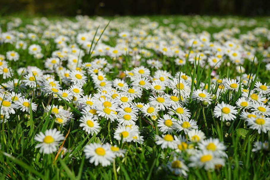Daisy, Flower Carpet, White, Meadow, grass, flower, blossom, bloom, bellis philosophy, multiannual daisy