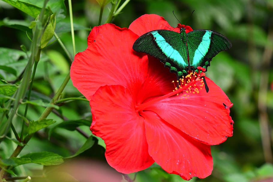 green, white, butterfly, red, flower, emerald swallowtail, insect, bug, lepidoptera, green-banded