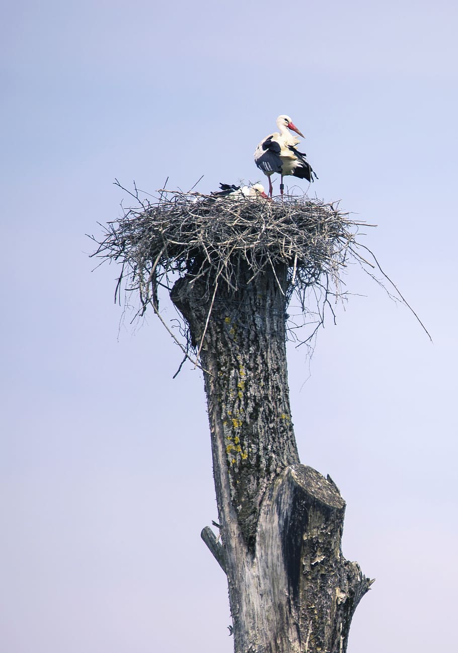 stork, bird, nature, storks, animals, rattle stork, birds, nest, storchennest, tree