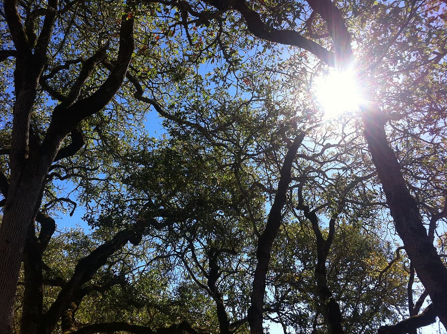 oak, oak tree, nature, sky, branches, trees, sun, sunlight, sunshine, leaves