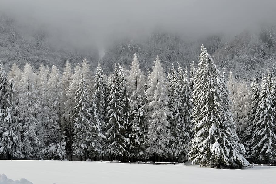 snowy pine trees, winter, scene, mountain, wonderland, forest, cold, outdoor, sunset, snow