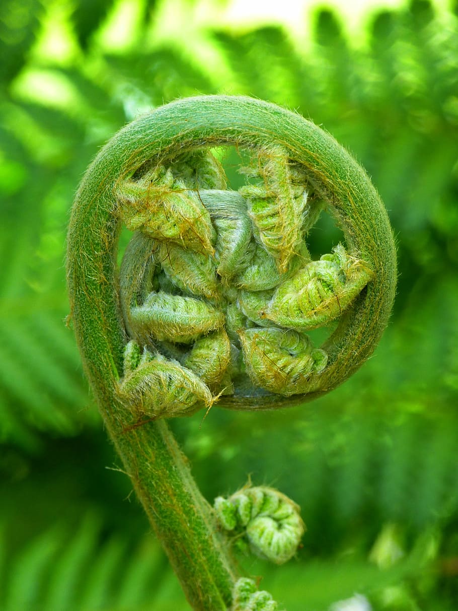 green plant, fern, plant, fiddlehead, roll out, vessel sporenpflanze, nature, green Color, macro, close-up